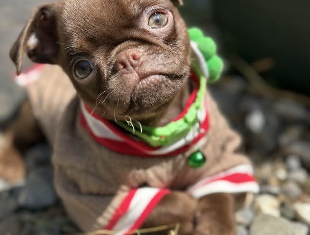 Griffon Bruxellois Chocolate Petit Brabancon (Smooth Brussel Griffon)