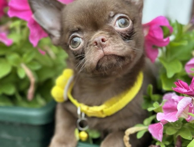 Chihuahua Lilac & chocolate boys chihuahua