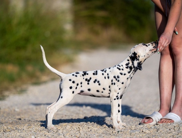 Dalmatian Dalmatian puppies for sale