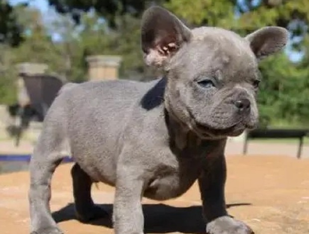 French Bulldog Most admired French bulldog babies
