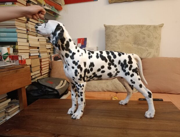 Dalmatian Dalmatian Contact via Email Only at (Sergiogustave52@gmail.com)