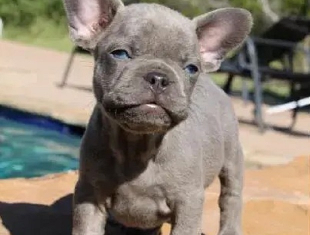 French Bulldog (French Bulldog) Contact via Email Only at (Sergiogustave52@gmail.com)