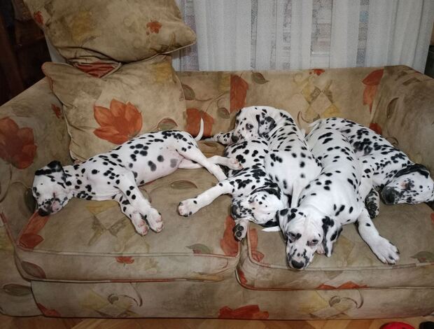 Dalmatian (Dalmatian) Contact via Email Only at (Sergiogustave52@gmail.com)