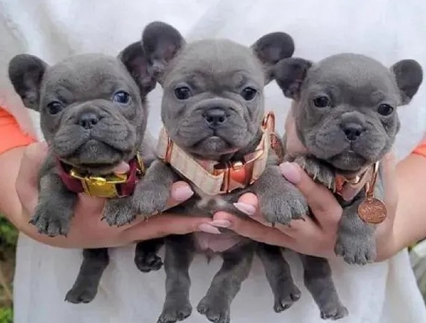 French Bulldog (French Bulldog) Contact via Email Only at (Sergiogustave52@gmail.com