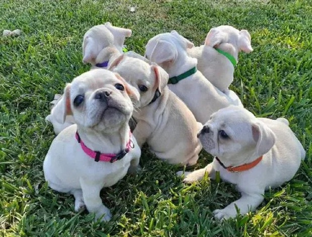 French Bulldog (French Bulldog) Contact via Email Only at (Sergiogustave52@gmail.com)