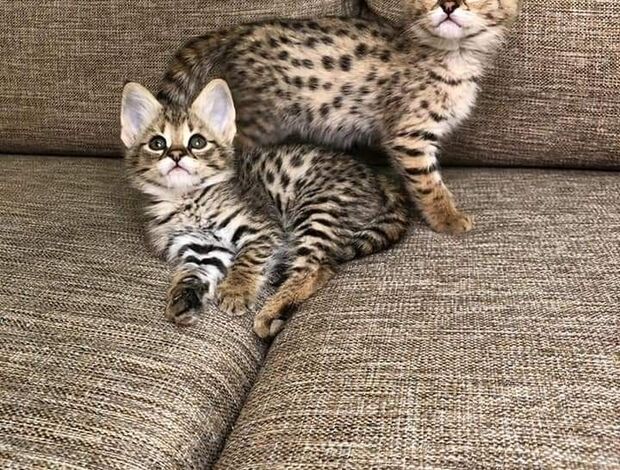 Other Savannah Kittens contact via email: (for.your.inquiries99@gmail.com)