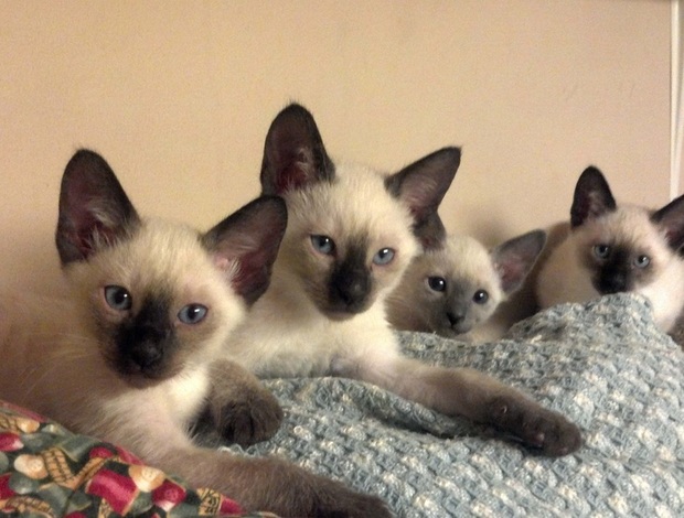 Siamese Siamese kittens, contact via email: (for.your.inquiries99@gmail.com)