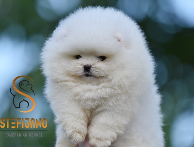 Pomeranian Pomeranian BOO Teddy Bear Puppies