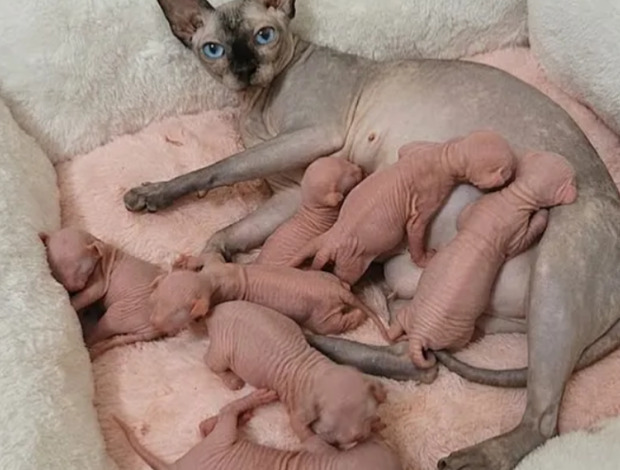 Sphynx Exceptional Sphynx Kittens Looking for Loving Homes