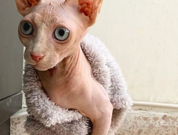 Sphynx Exceptional Sphynx Kittens Looking for Loving Homes