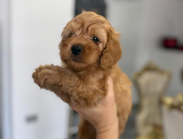 Golden Retriever Goldendoodle Beautiful Puppies