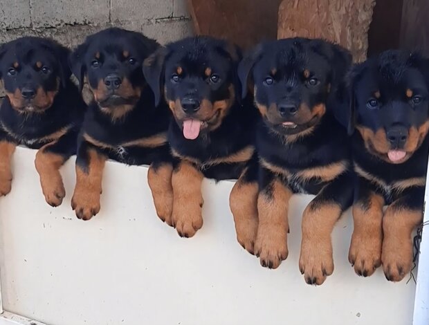 Rottweiler Rottweiler, male puppies