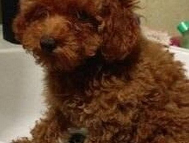 Poodle Toy red poodle puppies