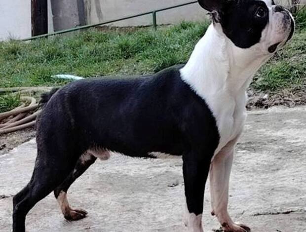 Boston Terrier Boston Terrier male