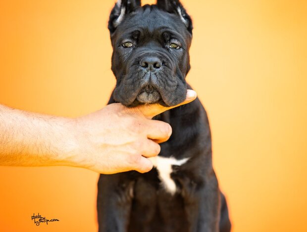 Cane Corso Cane Corso – Beautiful Puppies