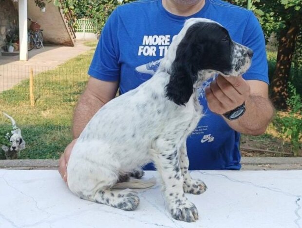 English Setter A litter of excellent English Setters
