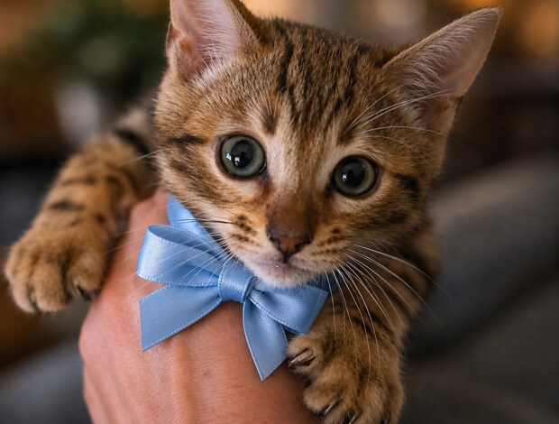 Bengal Bengal Kittens for Sale