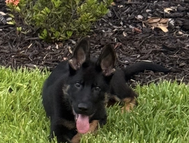 East-European Shepherd We are looking for a new home for our dog because our son has allergie