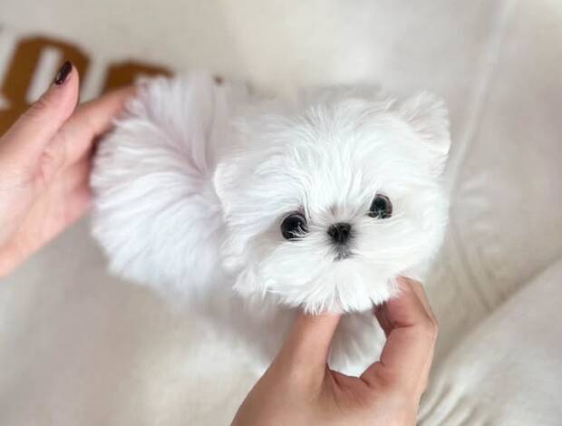 Maltese Maltese pup