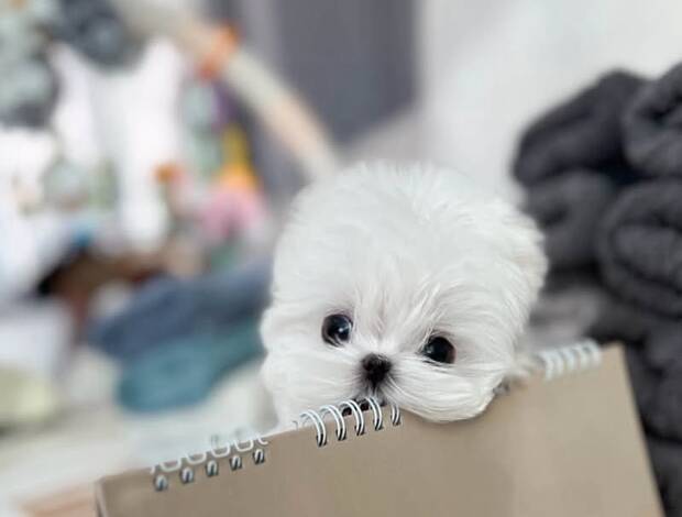 Maltese female Maltese puppies
