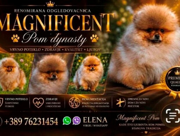 Pomeranian Pomeranians, exclusive puppies of Brazilian bloodline