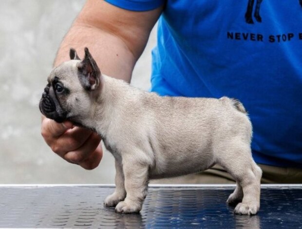 French Bulldog French bulldog, puppies