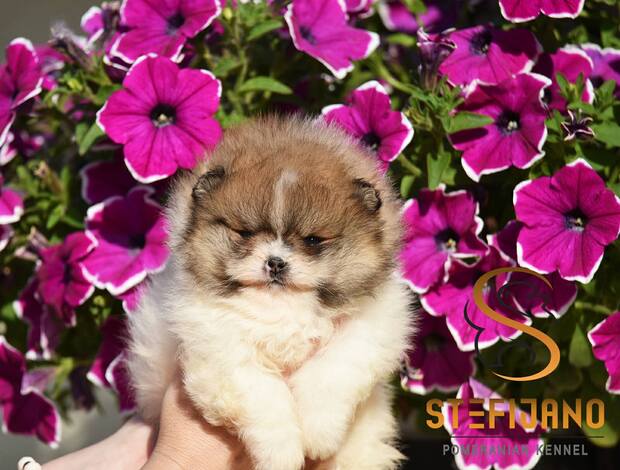 Pomeranian Pomeranian Spitz Puppies