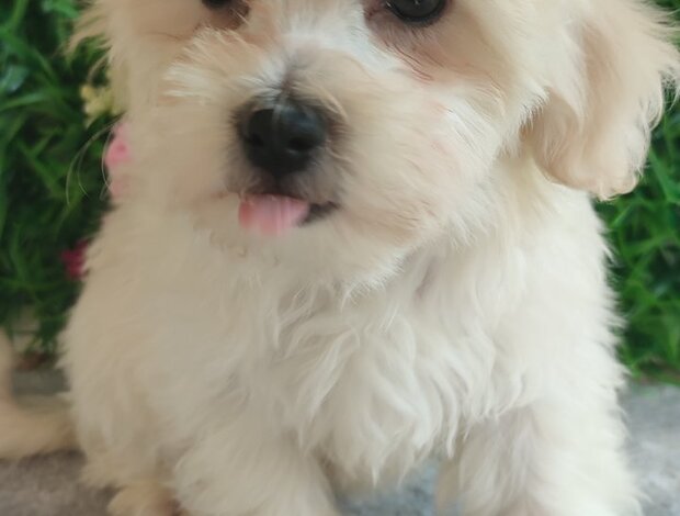 Maltese Maltese – Beautiful Puppies