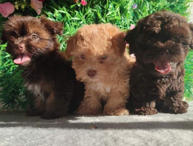 Bolognese Bolonka Zwetna Puppies