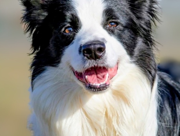 Bearded Collie Border Collie - Border collie puppies