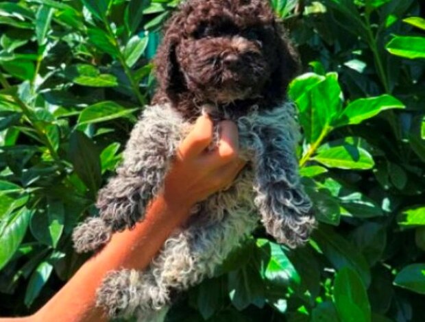 Lagotto Romagnolo Lagotto Romagnolo puppies