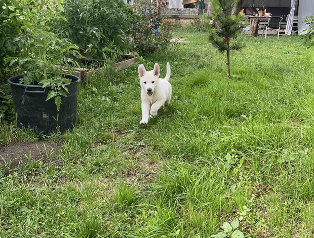 White Shepherd White Swiss Shepherd – Puppies
