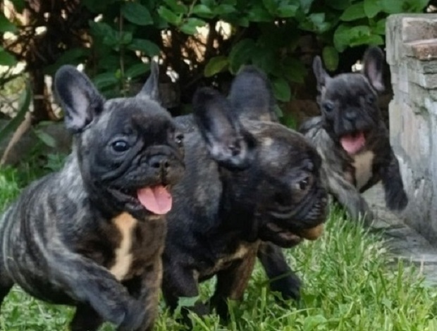French Bulldog French Bulldog