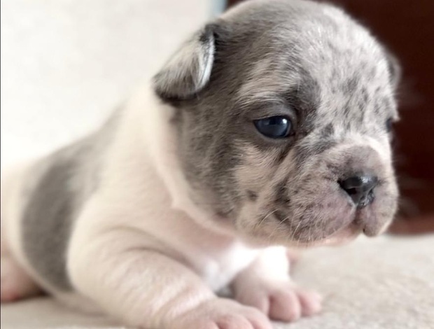 French Bulldog French Bulldog puppies