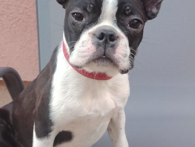 Boston Terrier Boston Terrier Female Puppy