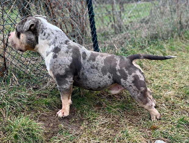 Other American Bully Pocket – Male and Female for Sale