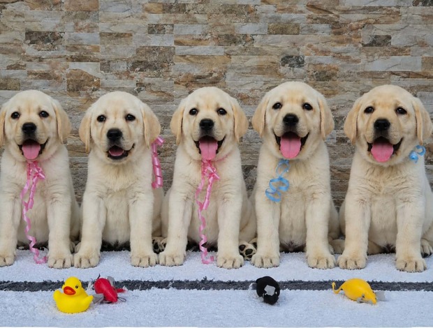 Labrador Retriever Labrador retriever puppies, beautiful