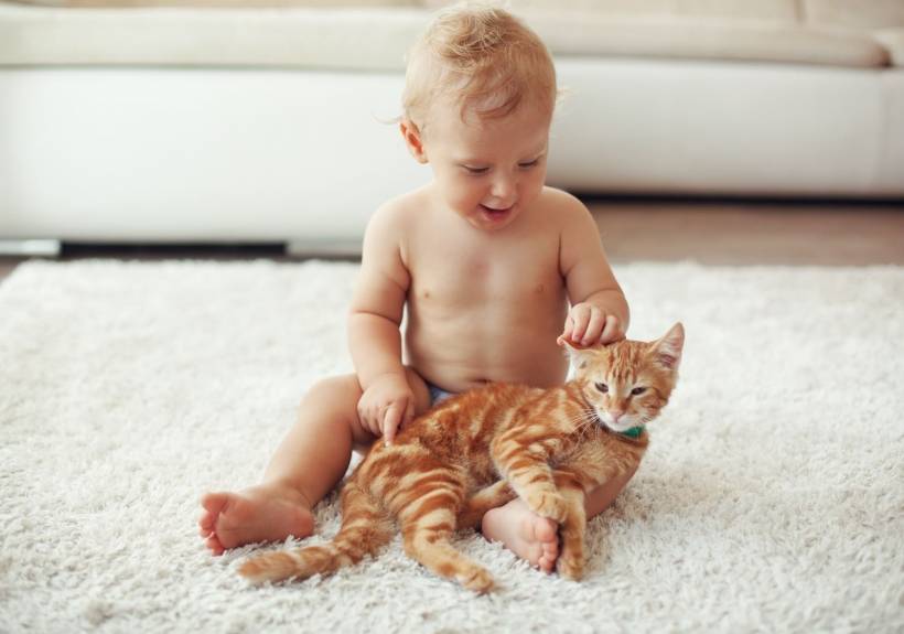 A kitten in the house