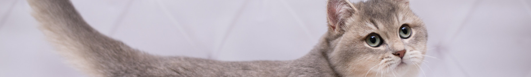 Munchkin: a brief description of the breed