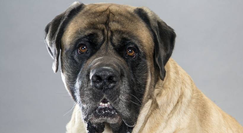 What is the Spanish Mastiff breed?