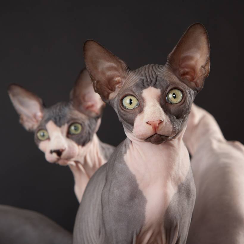 Unusual sphinx cats. Description of the breed and care