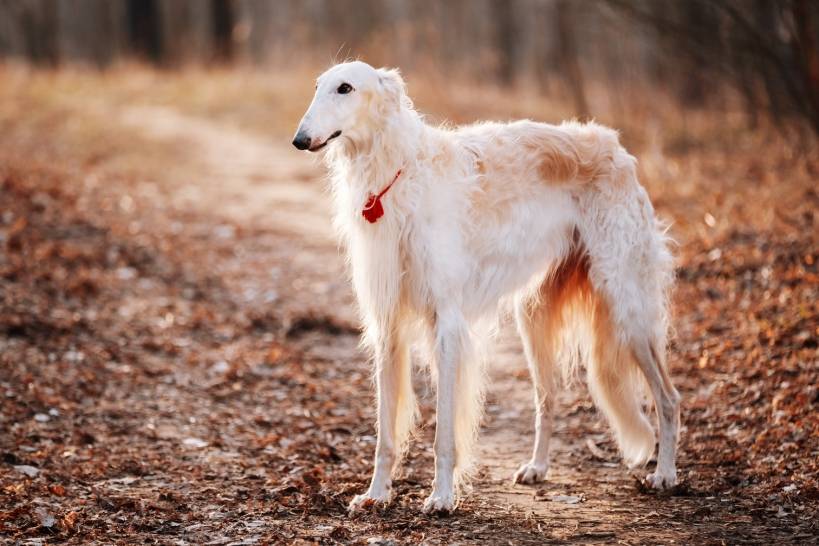The most expensive dog breeds