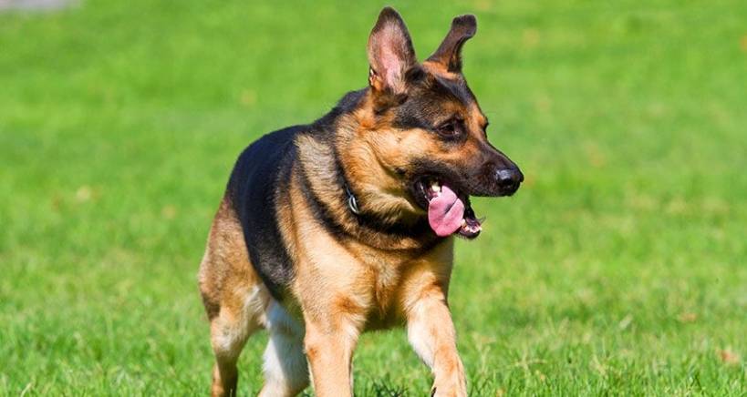 Dogs: translated from the dog's language