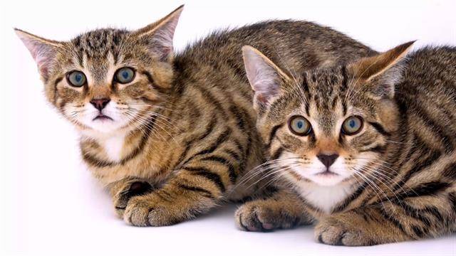 Domestic cats
