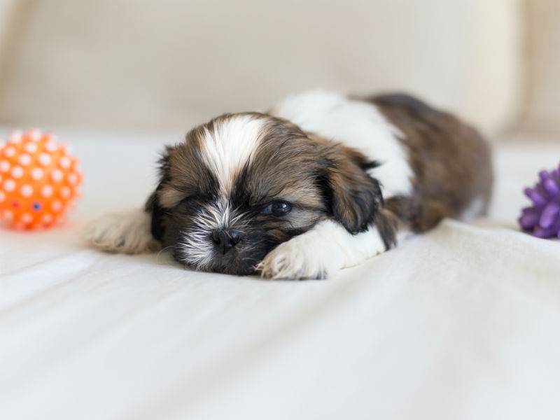 Shih Tzu. Description, care.