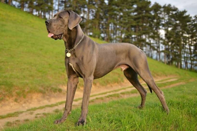 German mastiff