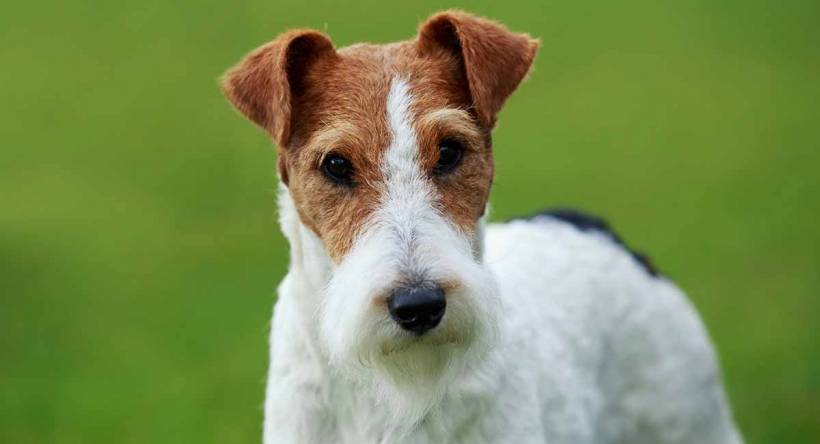Fox Terrier