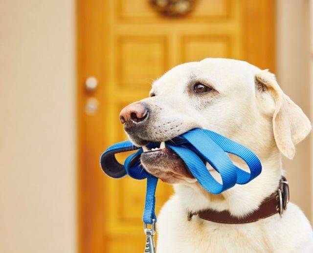 How to choose the leash for the dog