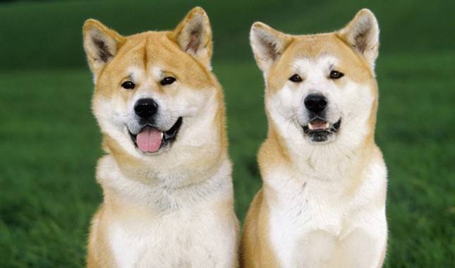 Breeds of dogs: Akita Inu