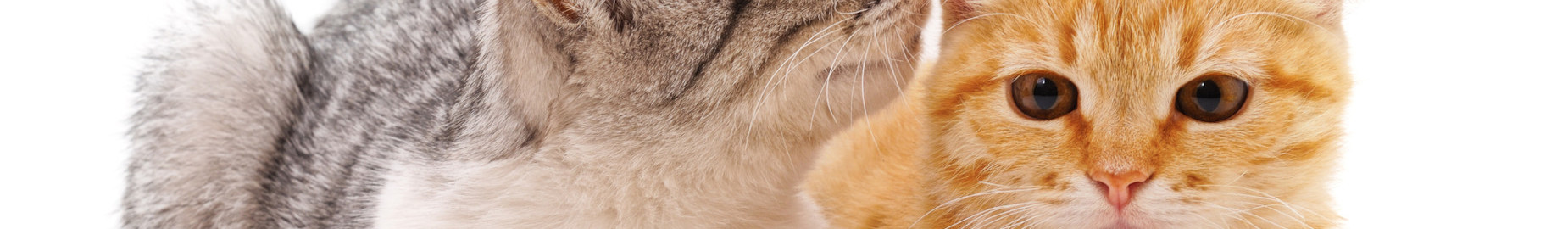 How to understand a cat?